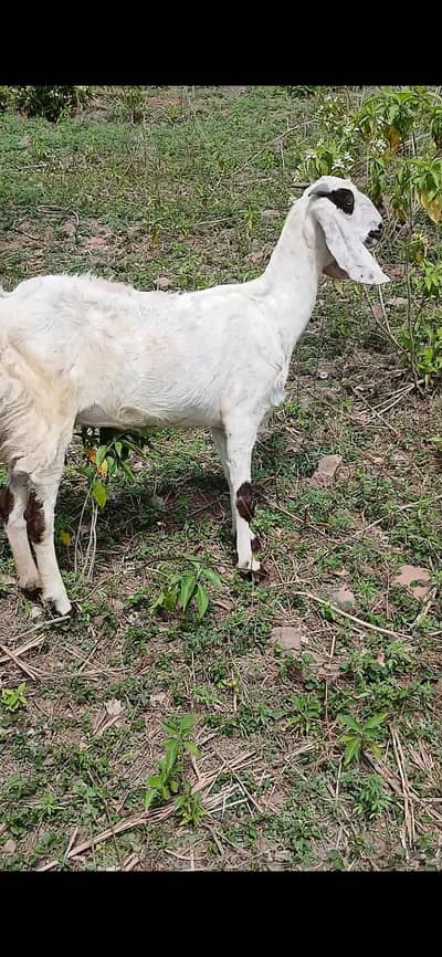 betal bakri 2 din ki soi v sth 2 bachy 1  male or femalle . 03085287981