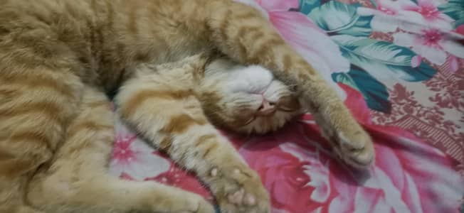 orange Persian cat for sell