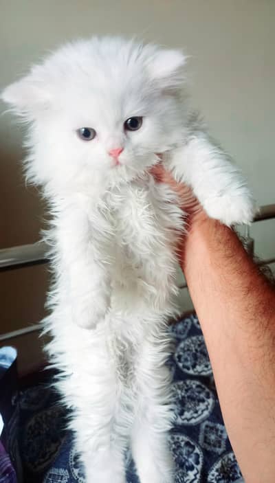 persion Baby Girl Cat