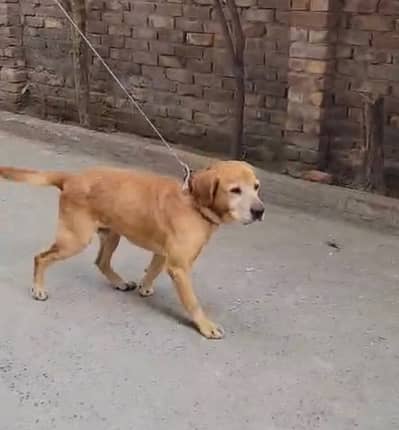 Labrador ( 0326/4215/688)