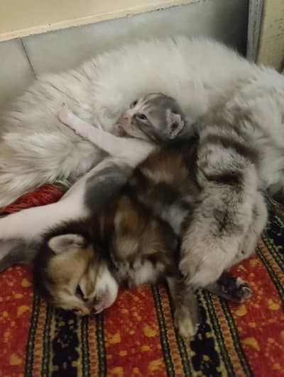 Beautiful Siamese Cat with 2 Cute Kittens 3 WeeksOld healthy or fluffy