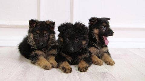 German shepherd puppies available