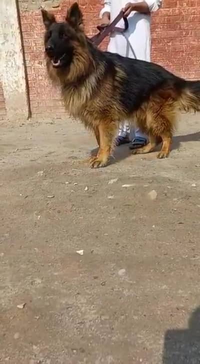 German Shepherd dog male for sale 0347=66=96=397 my WhatsApp number