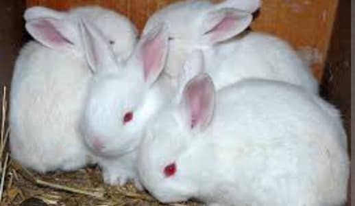 New Zealand Rabbit | lionhead rabbit | Rabbit | Healthy Rabbit | Rabbi