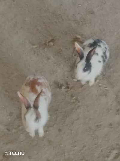 rabbit pair