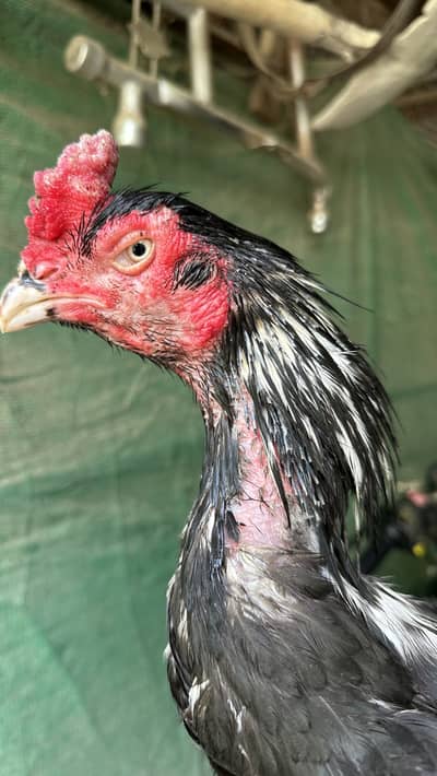 Pure Aseel Pair for Sale | Male 2.5 Year | Mohra 3.3kg | Healthy Pair