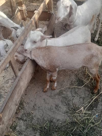 Barbary  cheap price