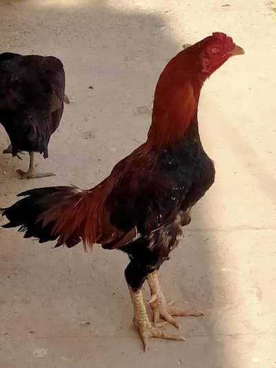 aseel lakha murga or black murgi