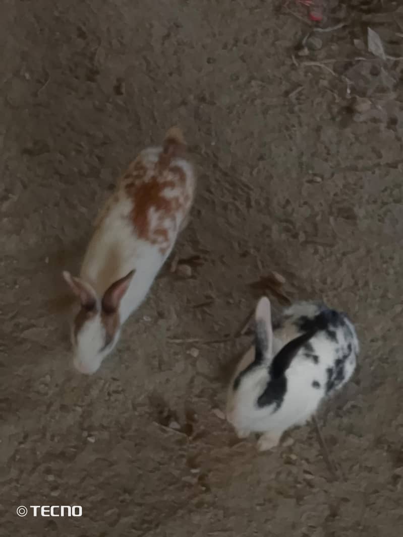 rabbit pair 1