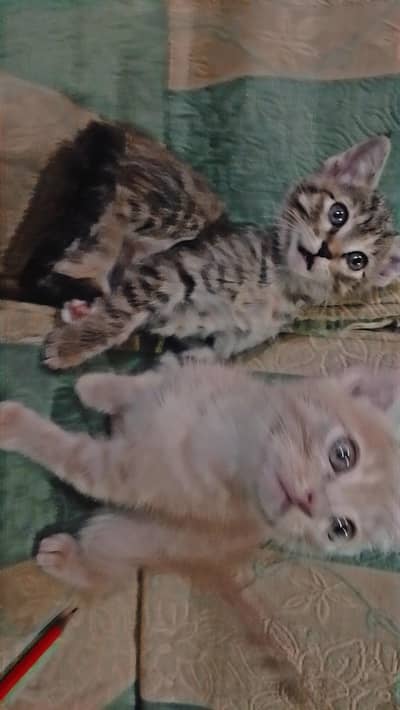 pair of white and black cat White cat Albino