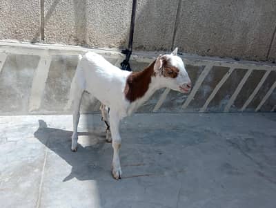 teddy 0300-24-17-120