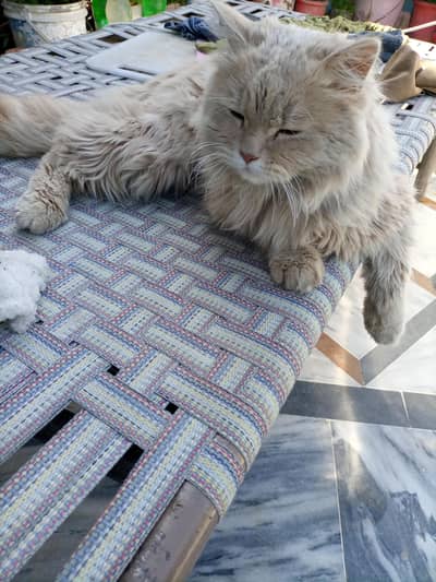 triple coated Persian cat for sale
