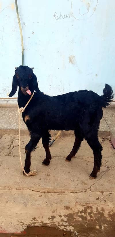 Goat Chiled for sell