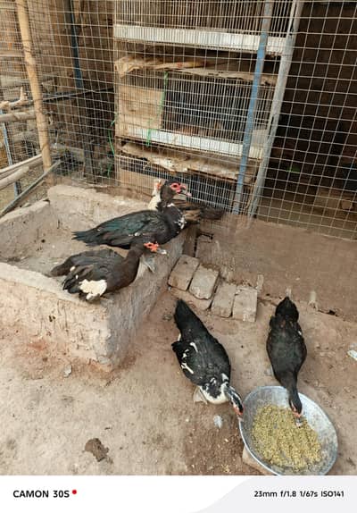 Muscovy ducks for sell(urgent)