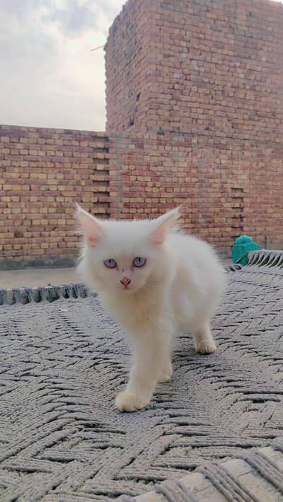 Cute Persian Cats for Sale