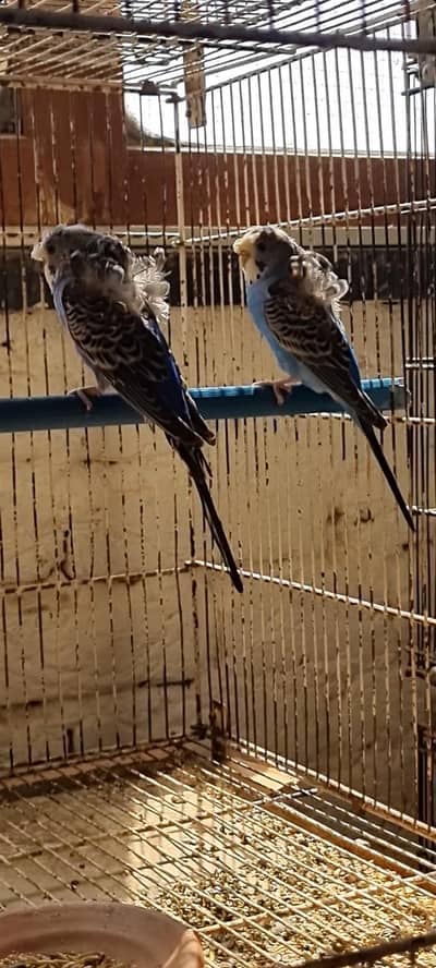 2 pair Hogoromo double flower