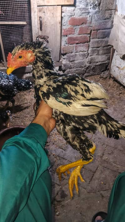 Aseel Lakha cheea / high quality /Aseel jawa  pathy pathiya home breed