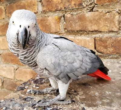 African Gray Femele
