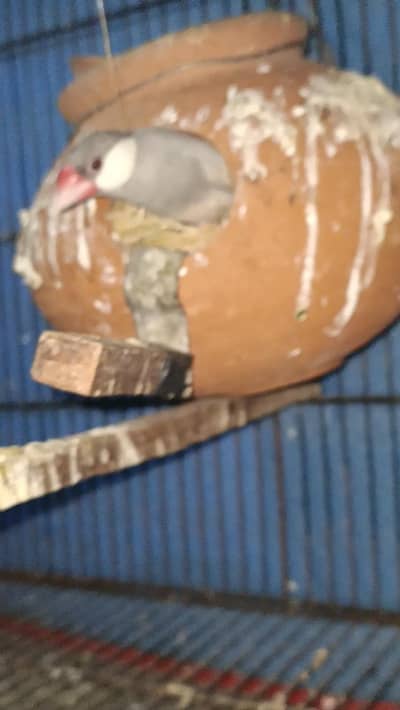 red eyes  +silver jawa pair