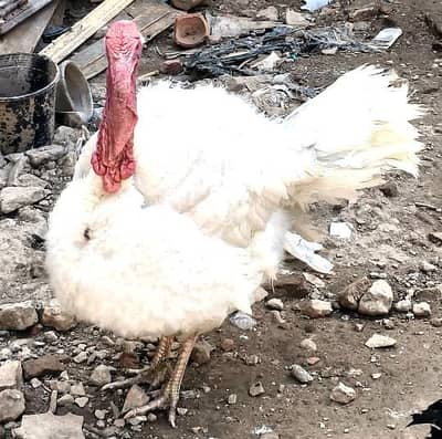 Turkey Birds Chicks available