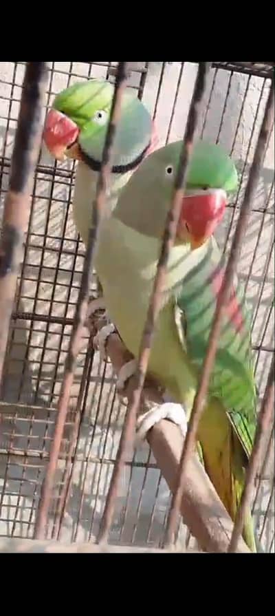 Breader pair call Whatsapp 03074878531