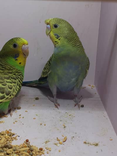 Combo Hogoromo Split Pairs Available