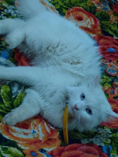 bilo ize wait clur butiful cat