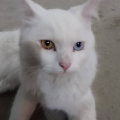 Beautiful Persian cat oud eyes  (pasrur side)