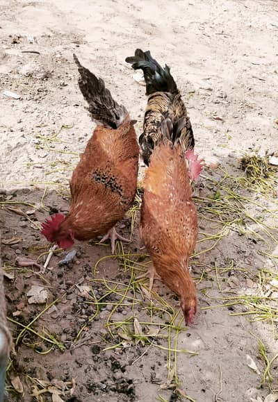 Male Roosters/دیسی مرغے
