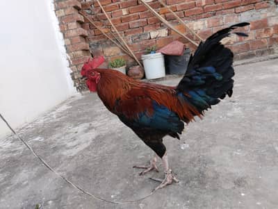 cock for sale