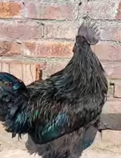 Ayam cemani grey tongue  black meat   weight is 2.5 kg