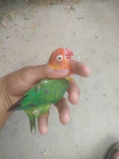 lovebird for sale