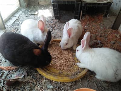 New Zealand White and black Rabbit 4kg+ bloodline 2500. (0326 9502788)