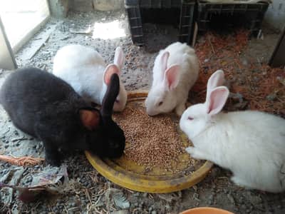 New Zealand White and black Rabbit 4kg+ bloodline 2500. (0326 9502788)