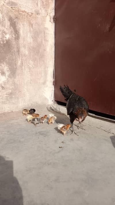 paper white heera aseel male patha