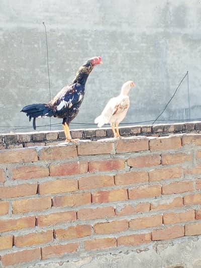 Aseel pair 03015594460