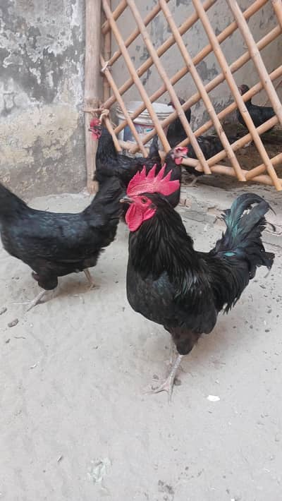 Australorp 2 murgay 6 murgia