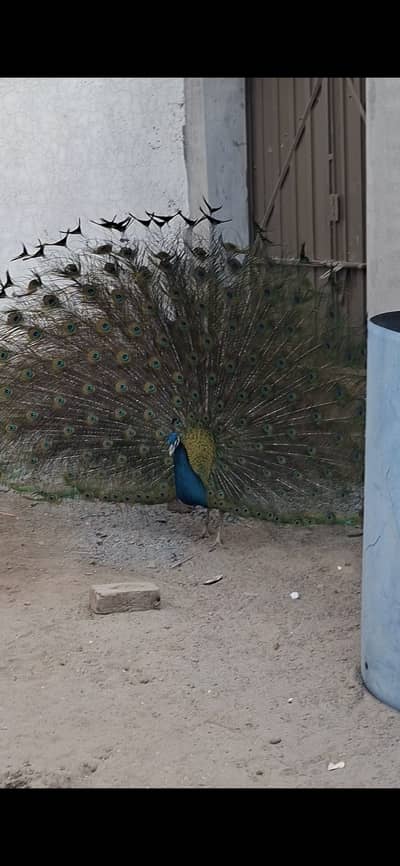 Peacock pair sell 50000 PKR