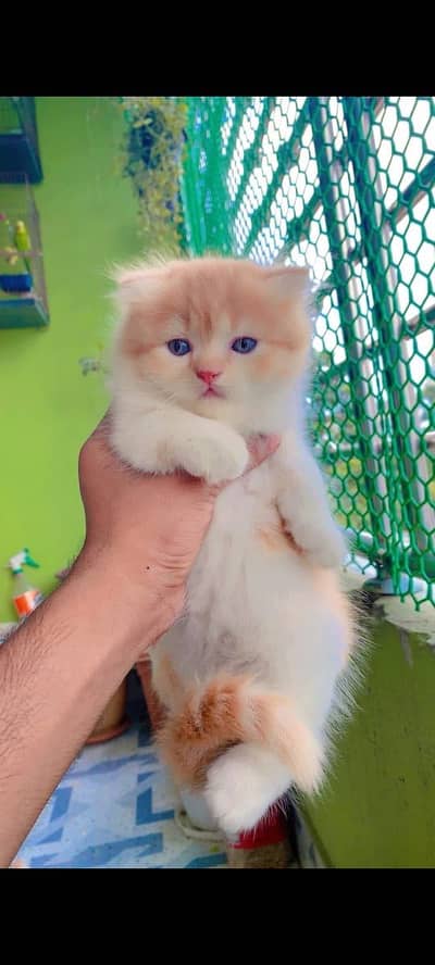 Persian kittens triple coat pair  for sale contact whatsap 03251345149