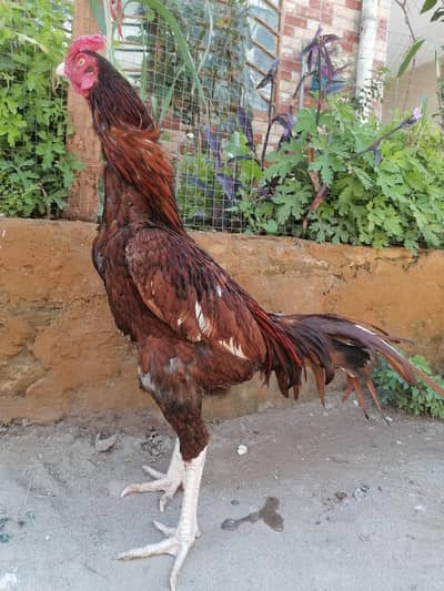 Aseel setup for sale