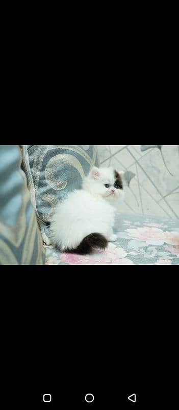 HIGH QUALITY KITTENS AVAILABLE