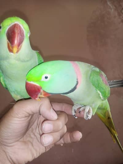 Jumbo size raw parrots pair face too face tolking