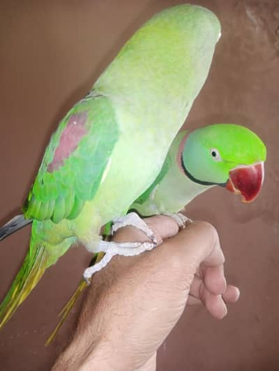Jumbo size raw parrots pair face too face tolking