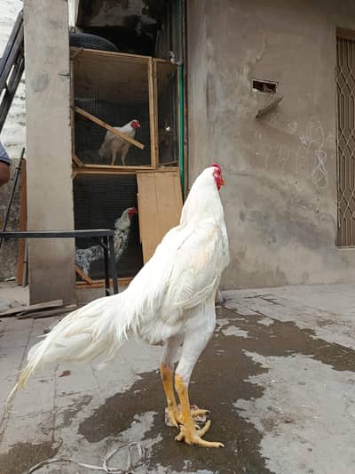 Aseel Shamoos Hens For Sale