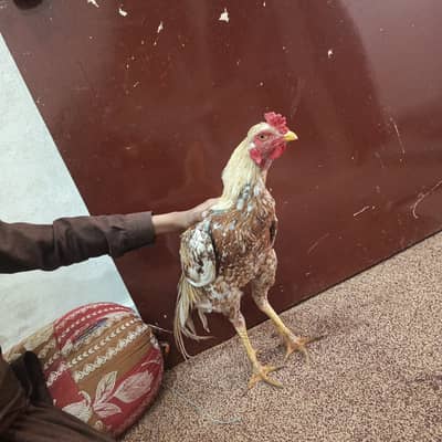 This is original Aseel cock