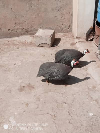 chakor pair for sale egg de rhay hay