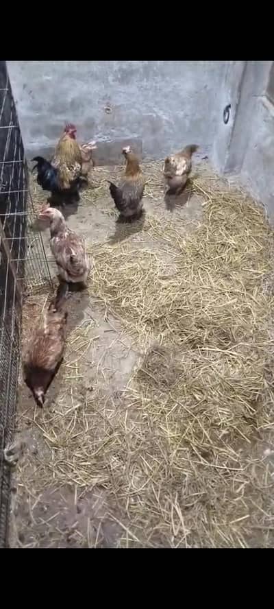 Hens For Sale