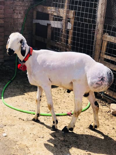 Talagang Dumba For Sale