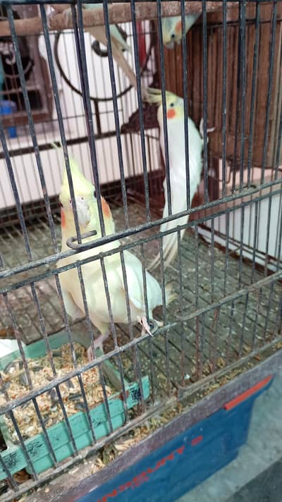cocktail cockatiel Pair cage bird parrot