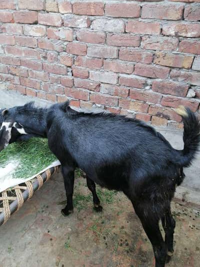 Black bakra